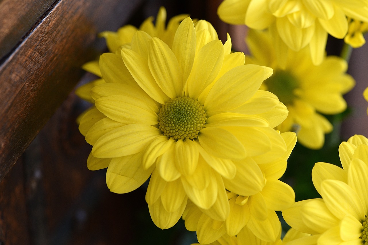 tree daisy plant flower free photo