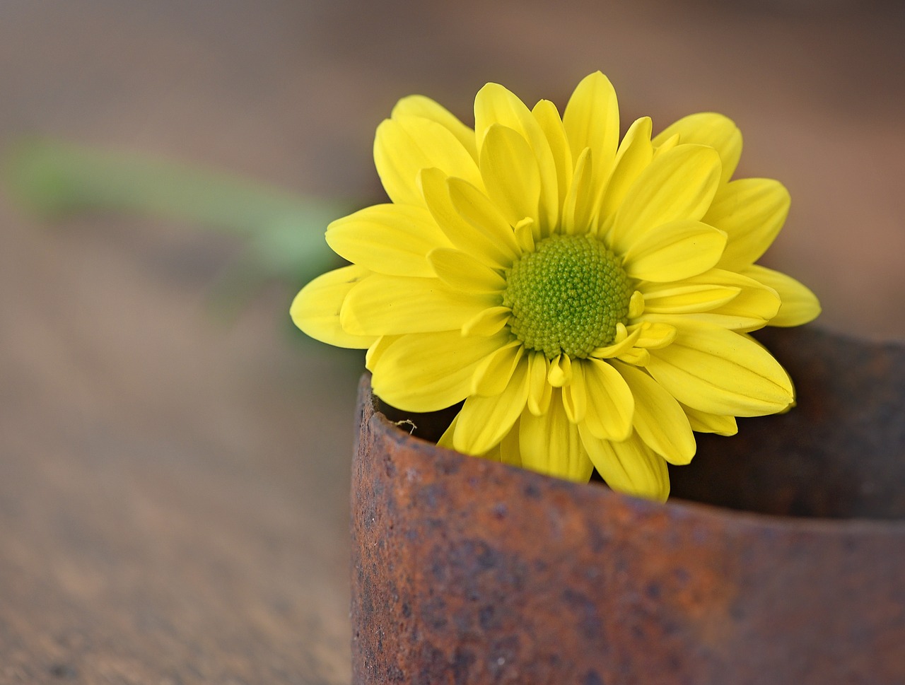 tree daisy yellow yellow flower free photo