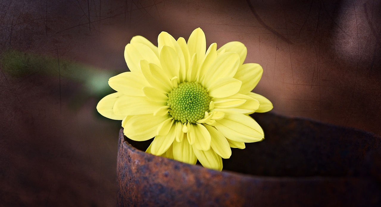 tree daisy yellow flower free photo