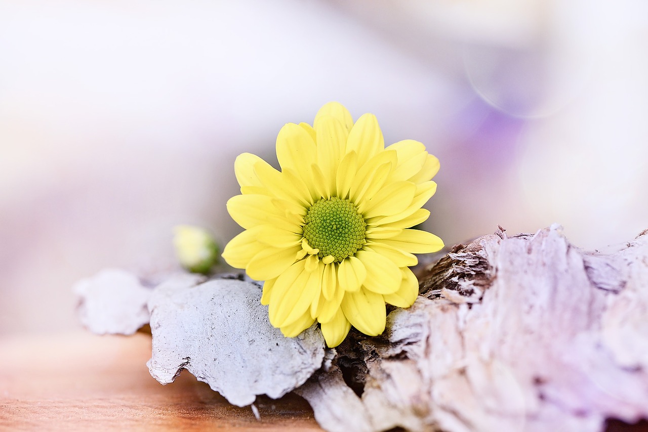 tree daisy yellow flower blossom free photo