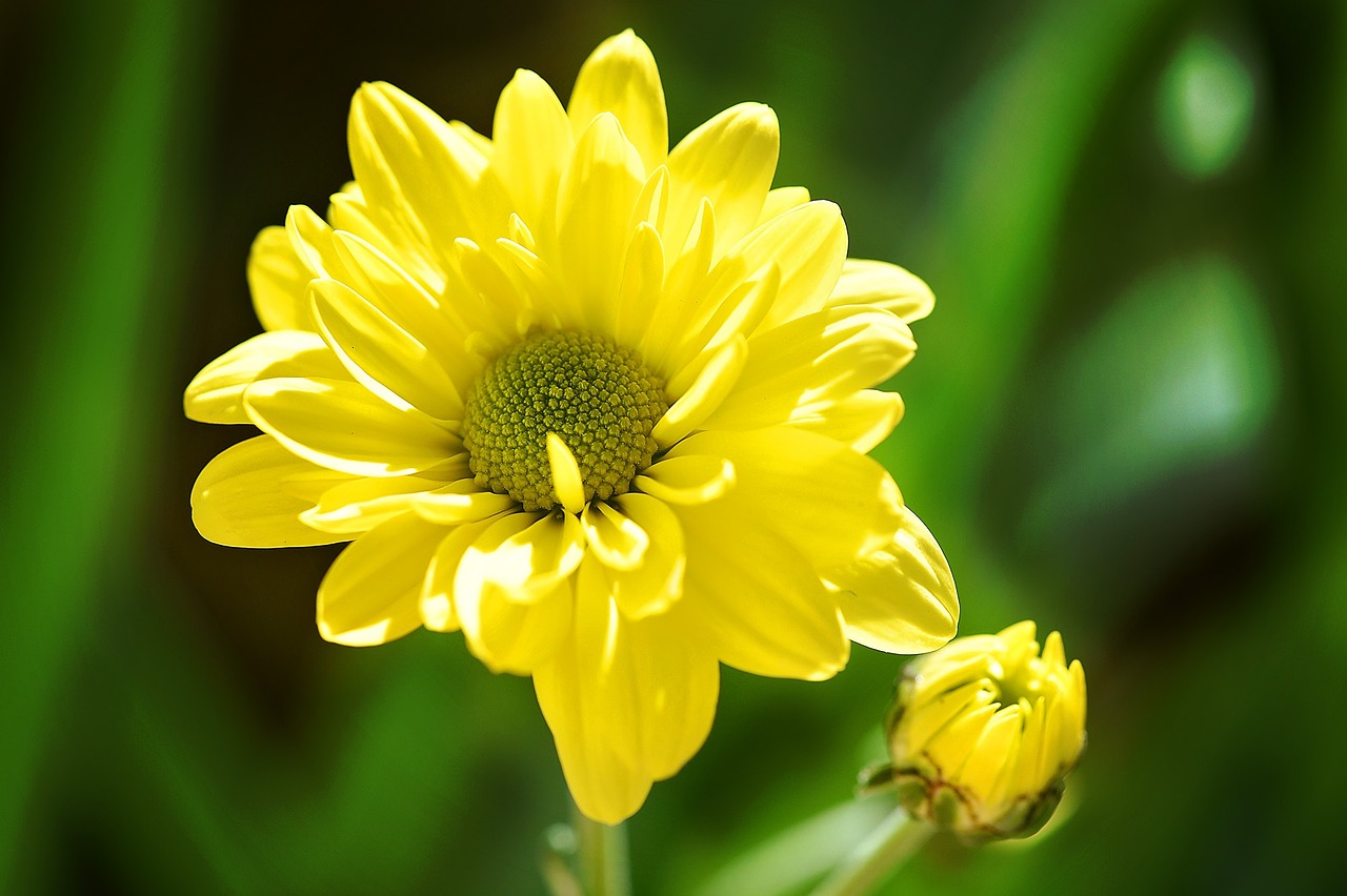 tree daisy yellow yellow flower free photo