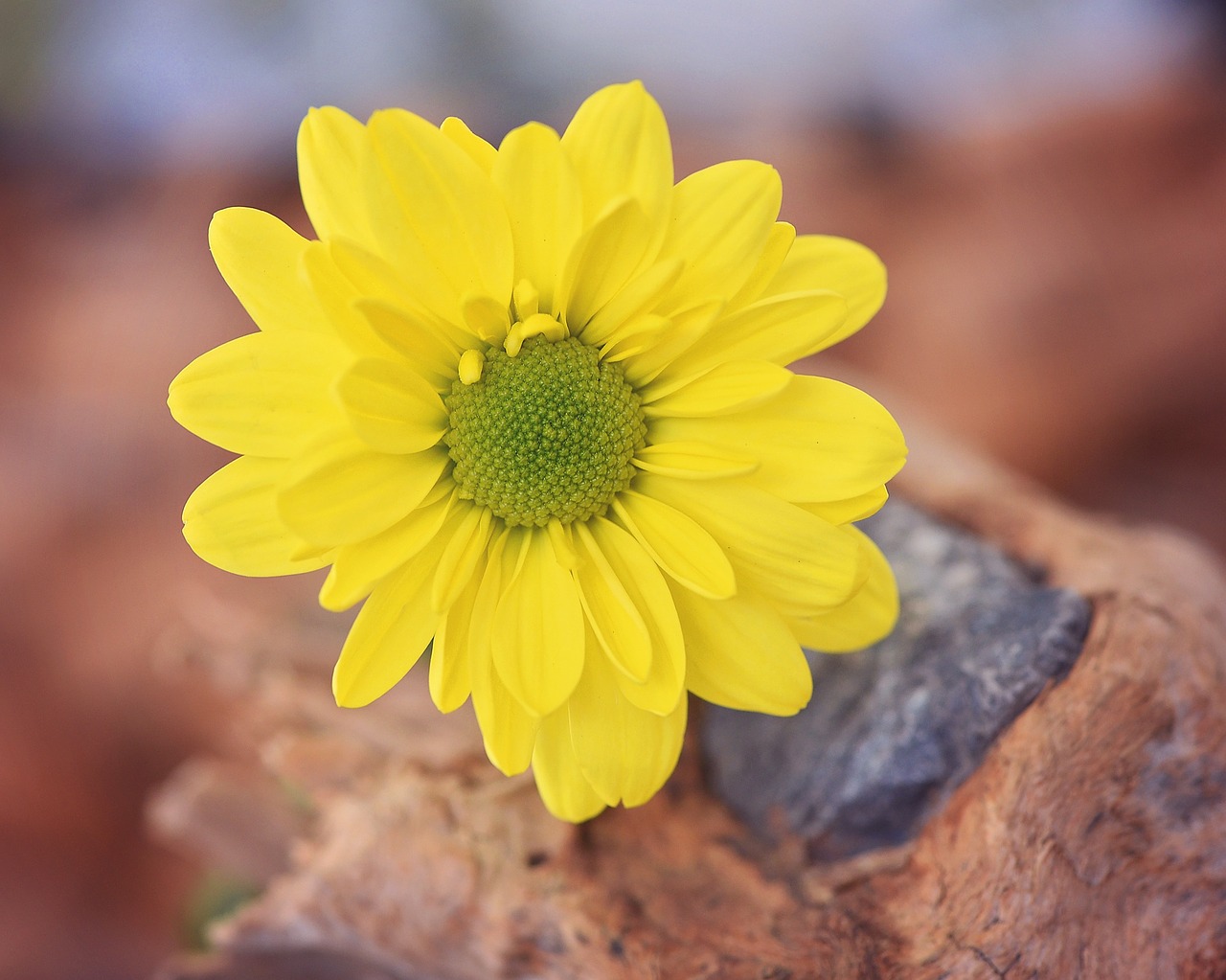 tree daisy yellow yellow flower free photo