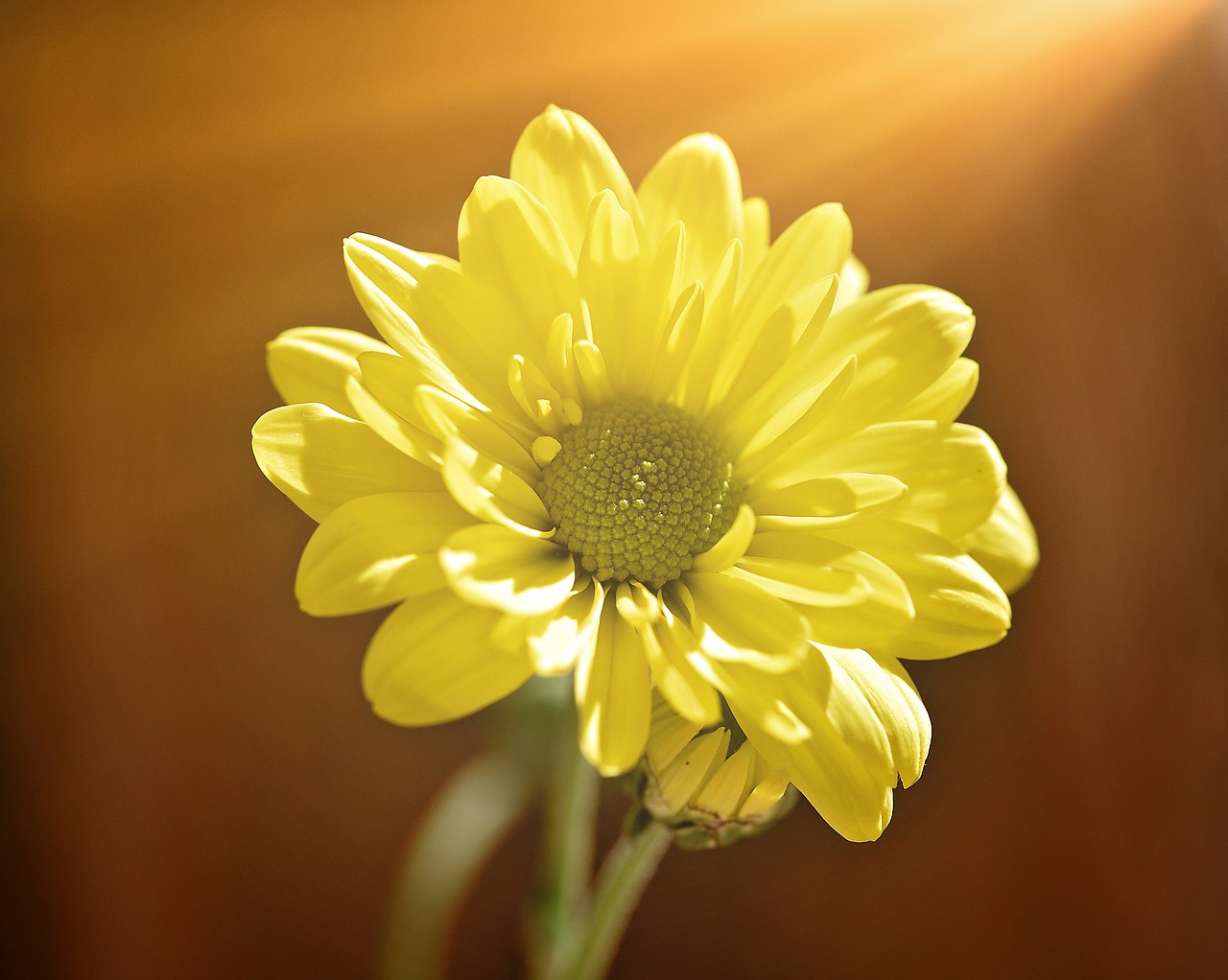 tree daisy flower plant free photo