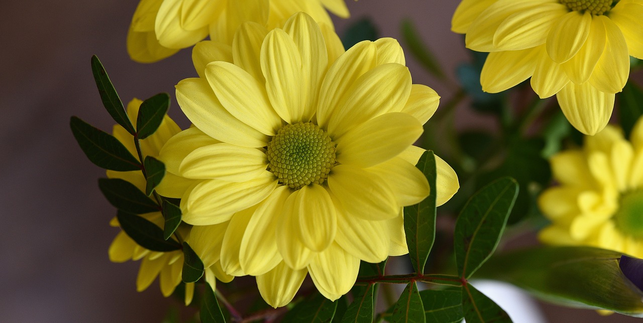 tree daisy flower schnittblume free photo