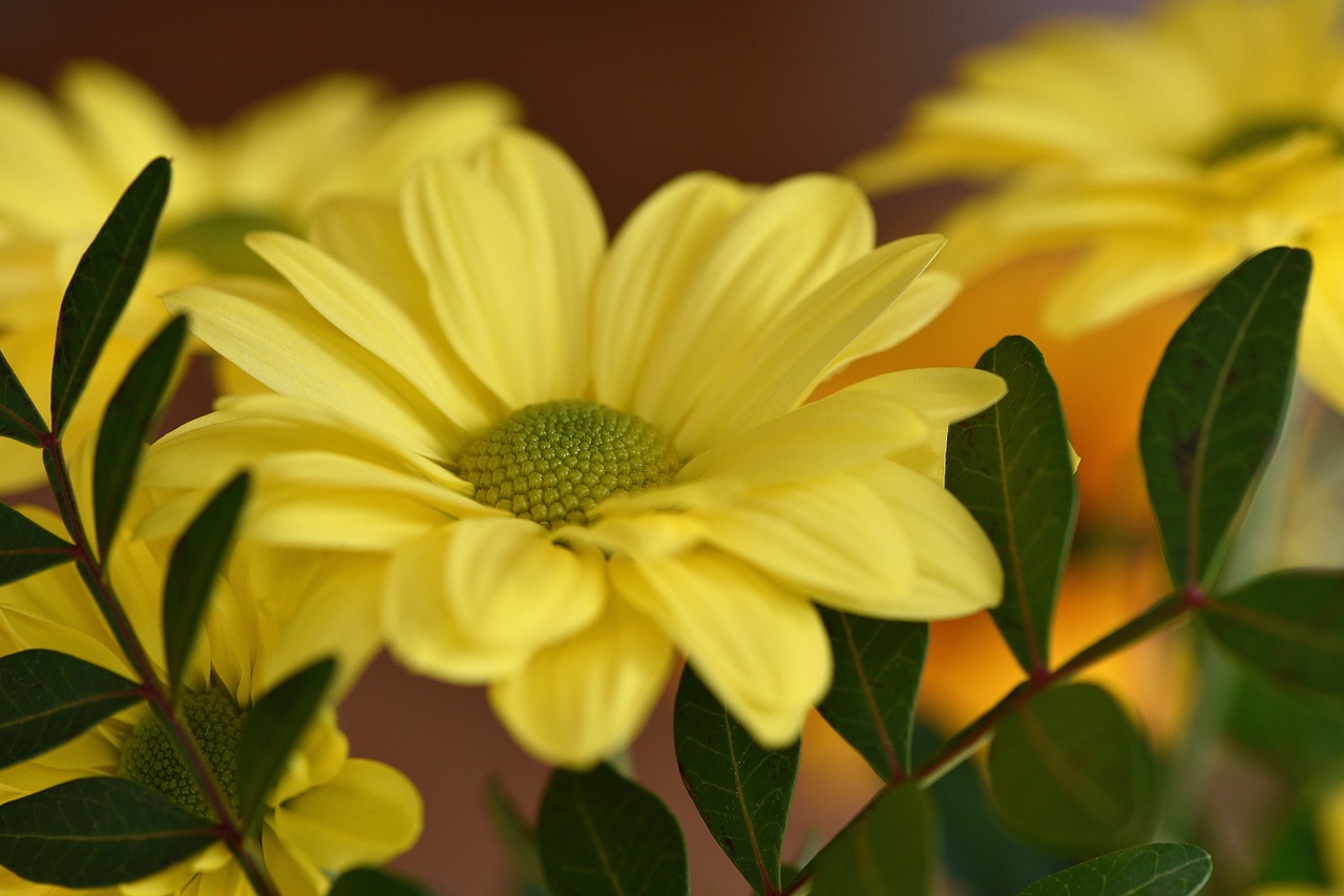 tree daisy flower plant free photo