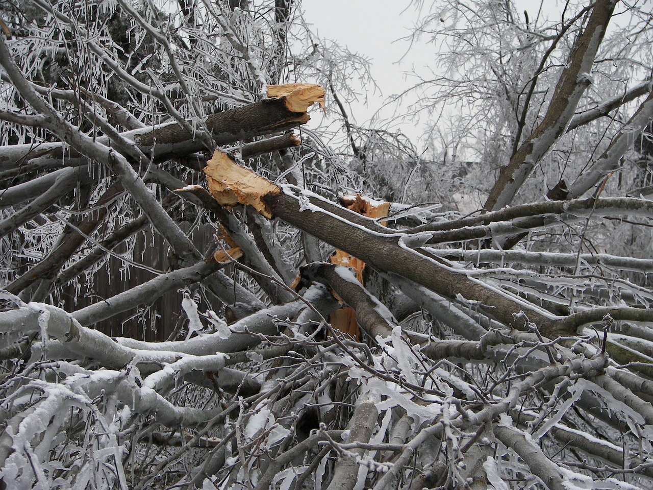 tree destruction ice storm damage free photo