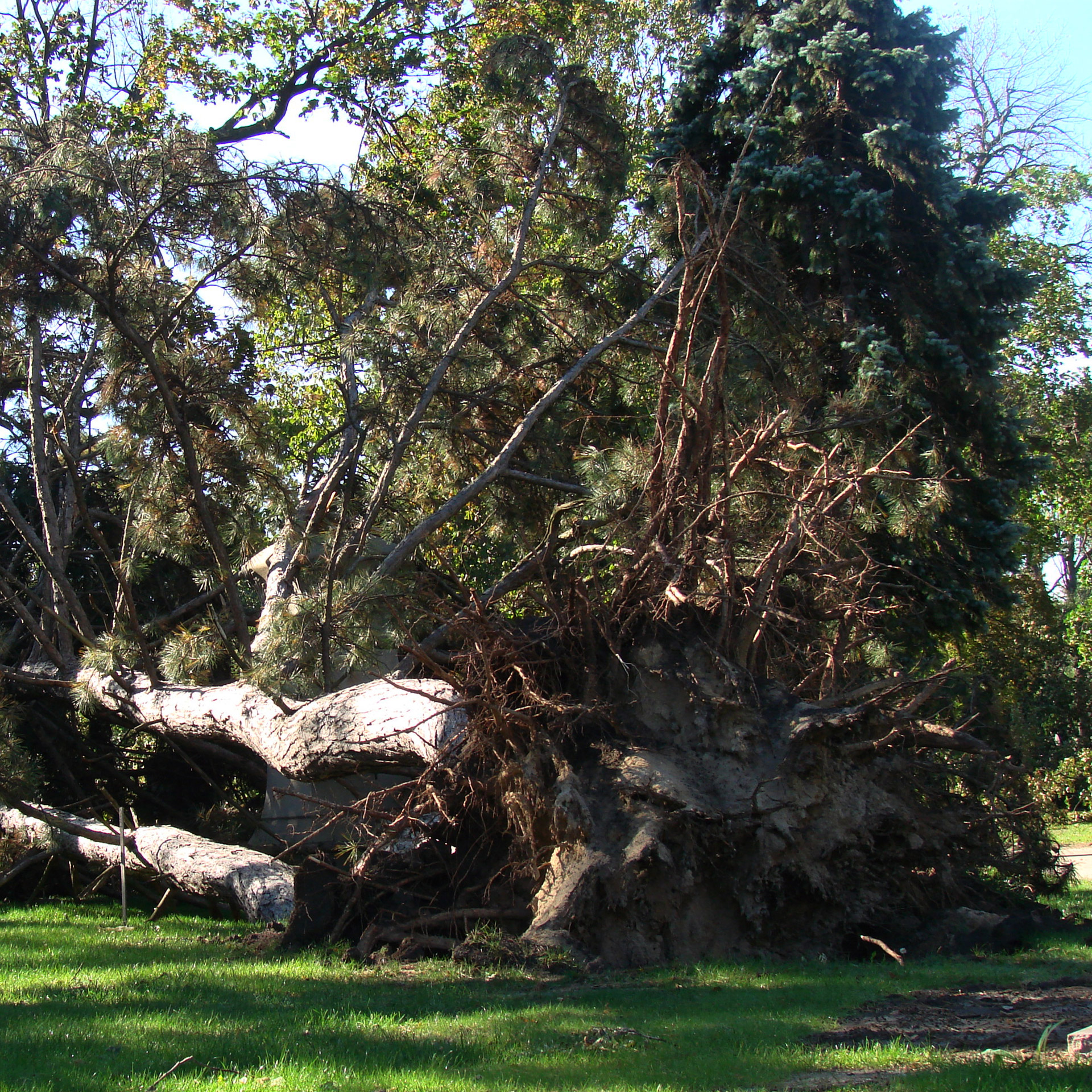 evergreen tree pulled from ground micro-burst free photo