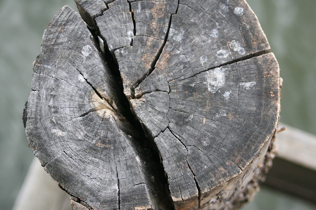 tree dry crack dry wood free photo