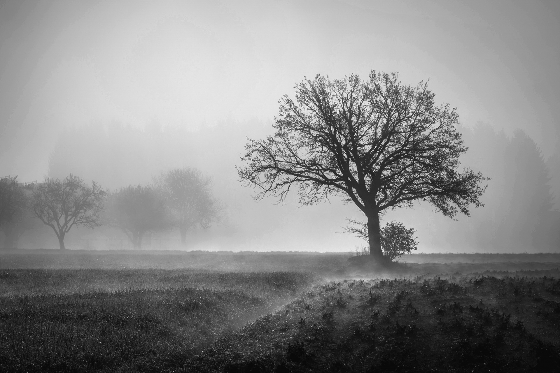 tree morning mist free photo