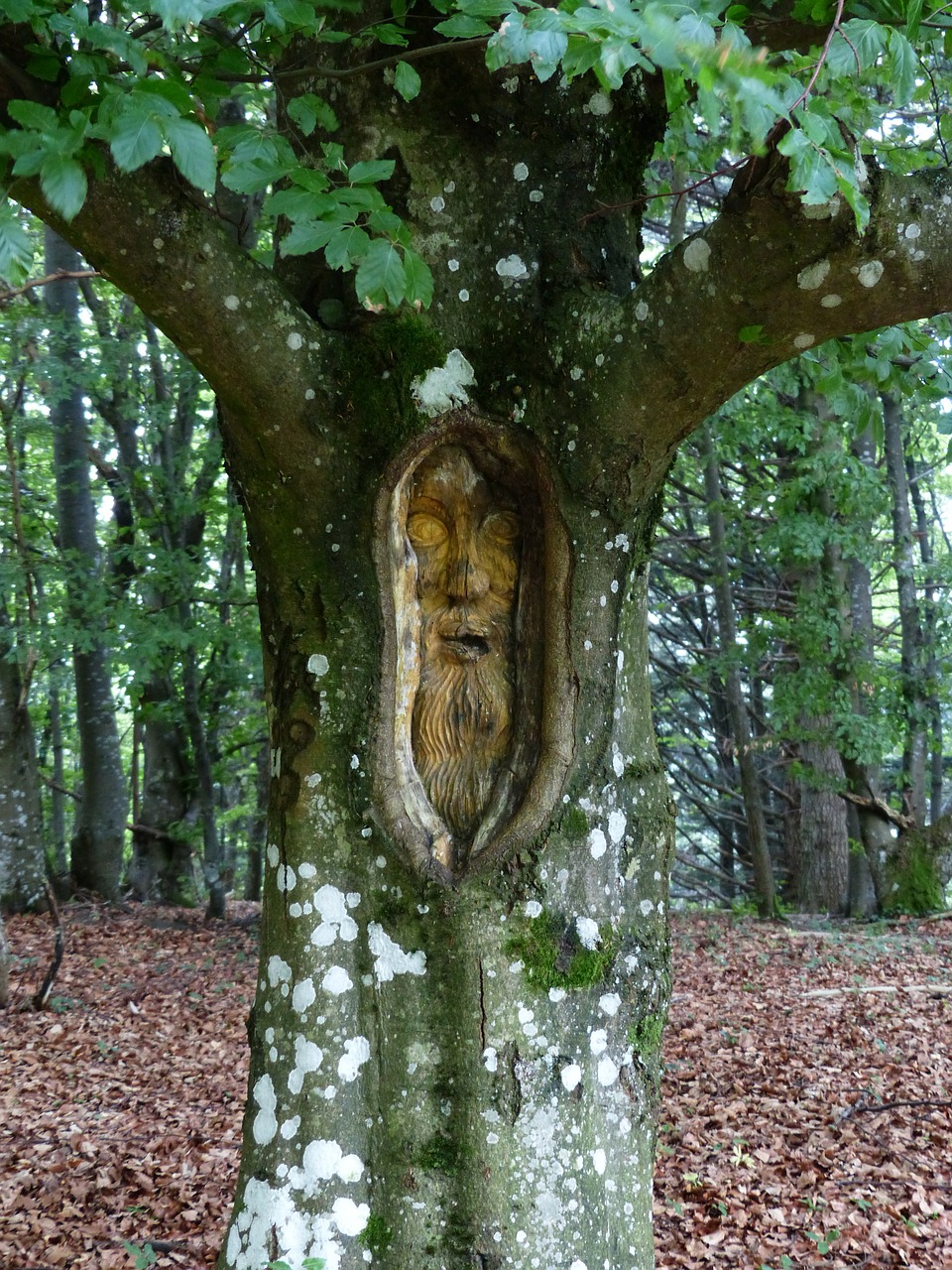 tree face forest spirit carving free photo