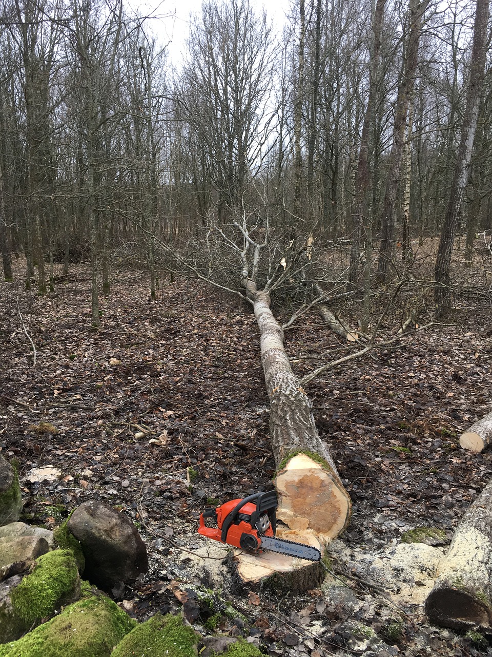 tree felling chainsaw logging free photo