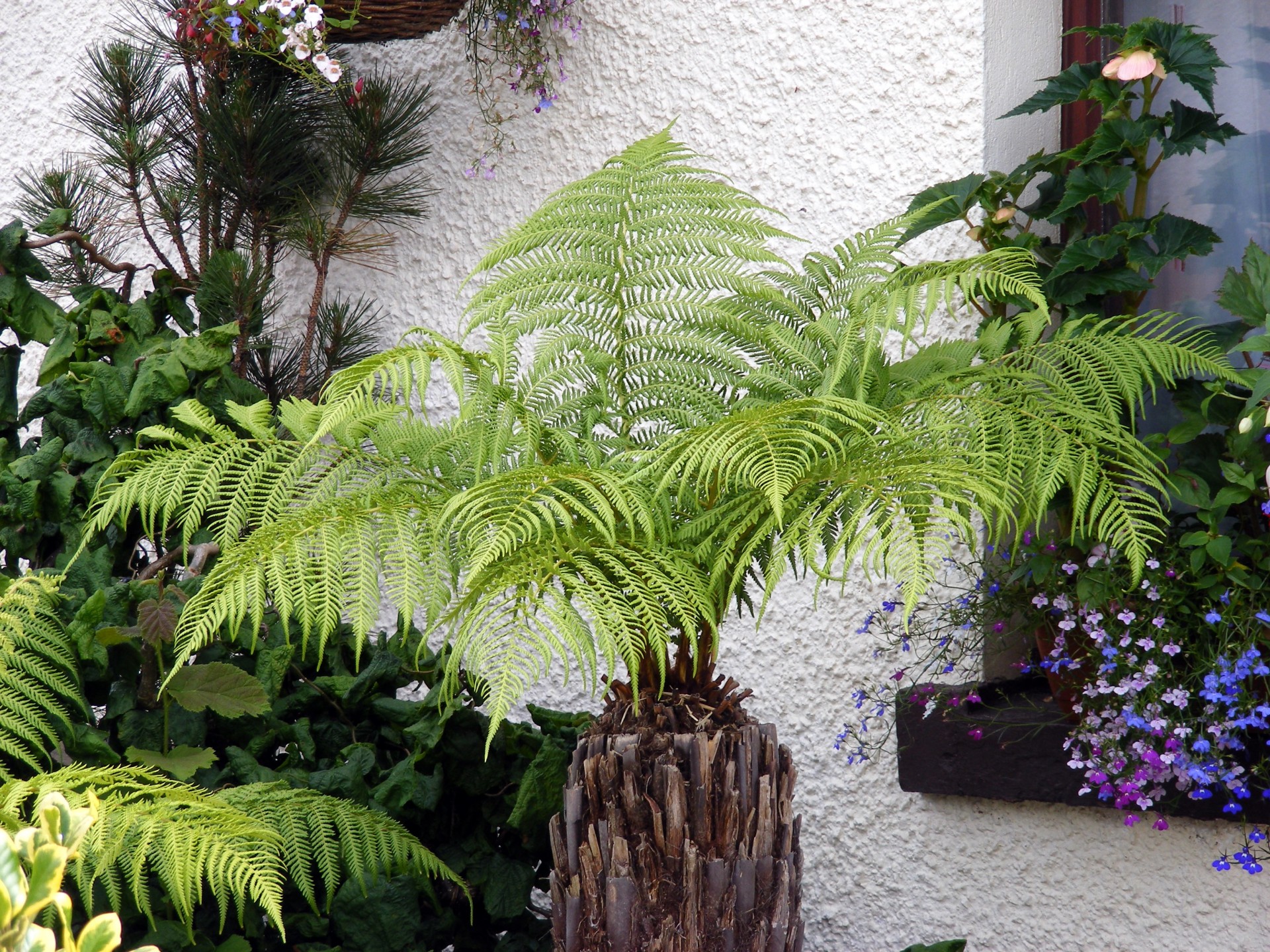 fern garden tree fern free photo