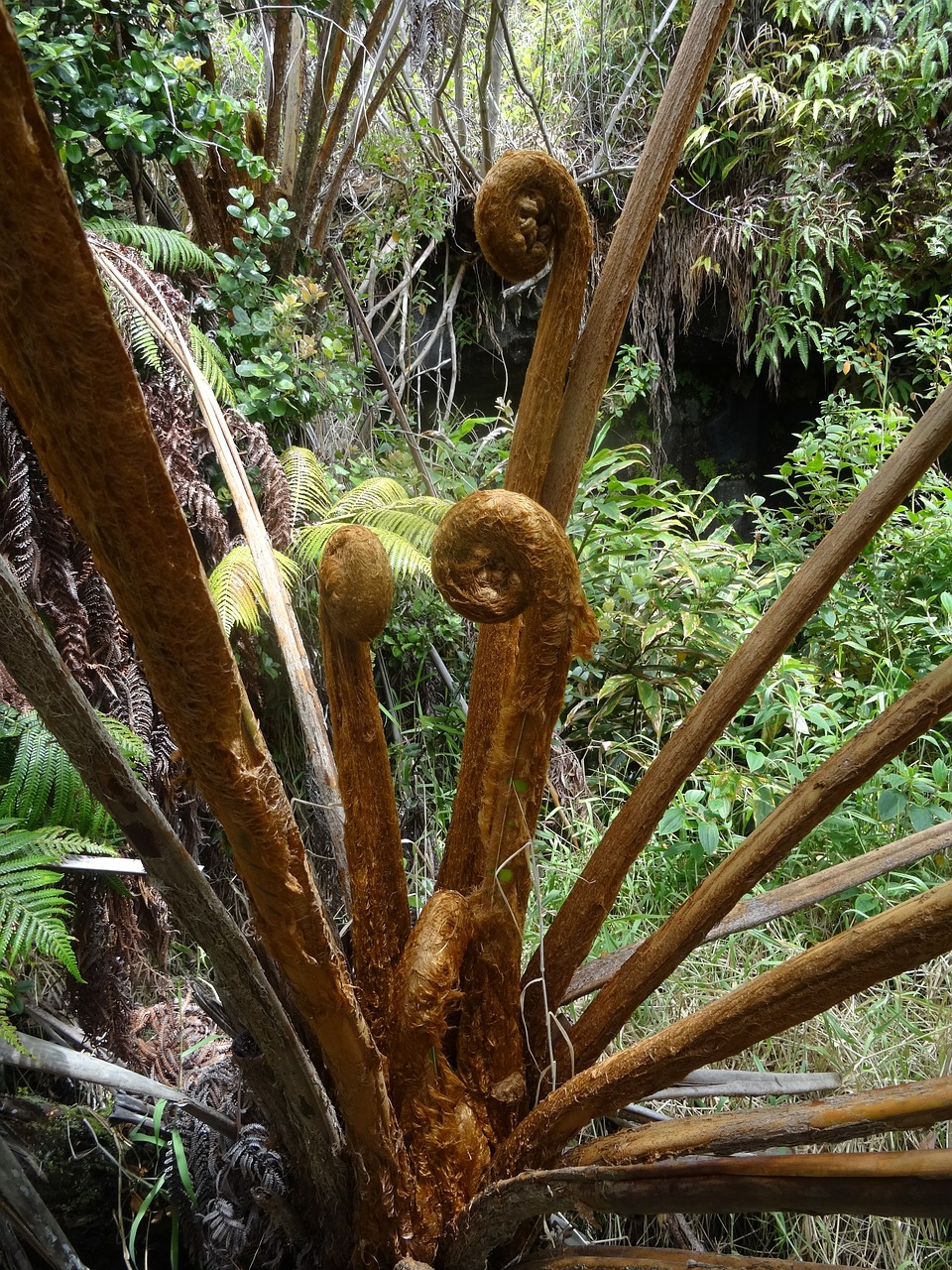 tree fern hawaii fern free photo