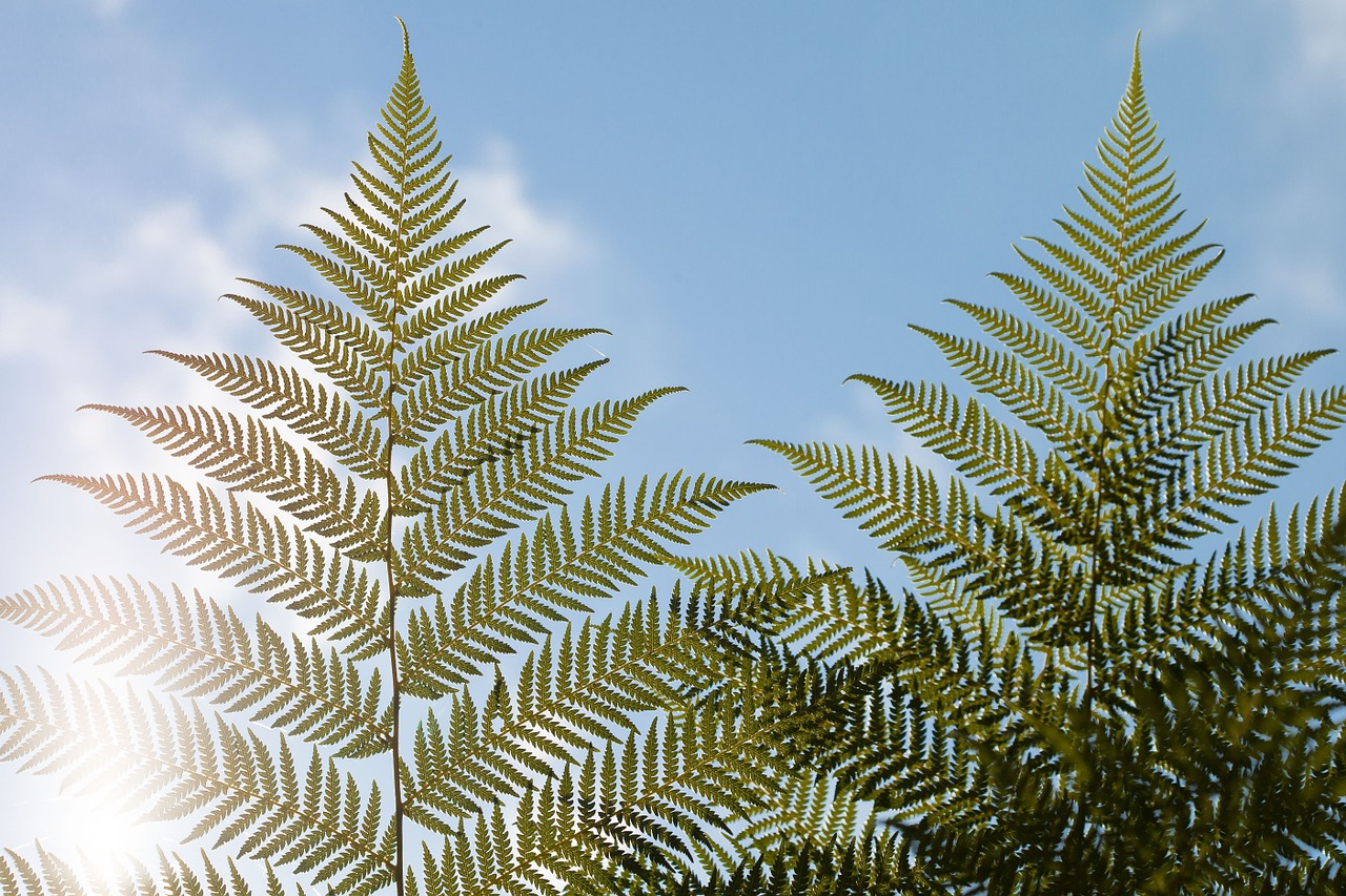 tree fern huge of giant free photo