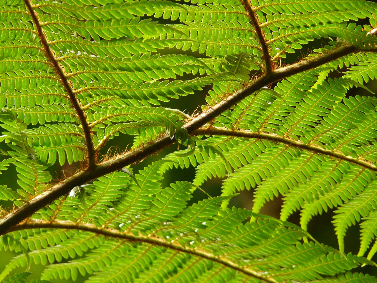 tree fern fern dicksonia antarctica free photo