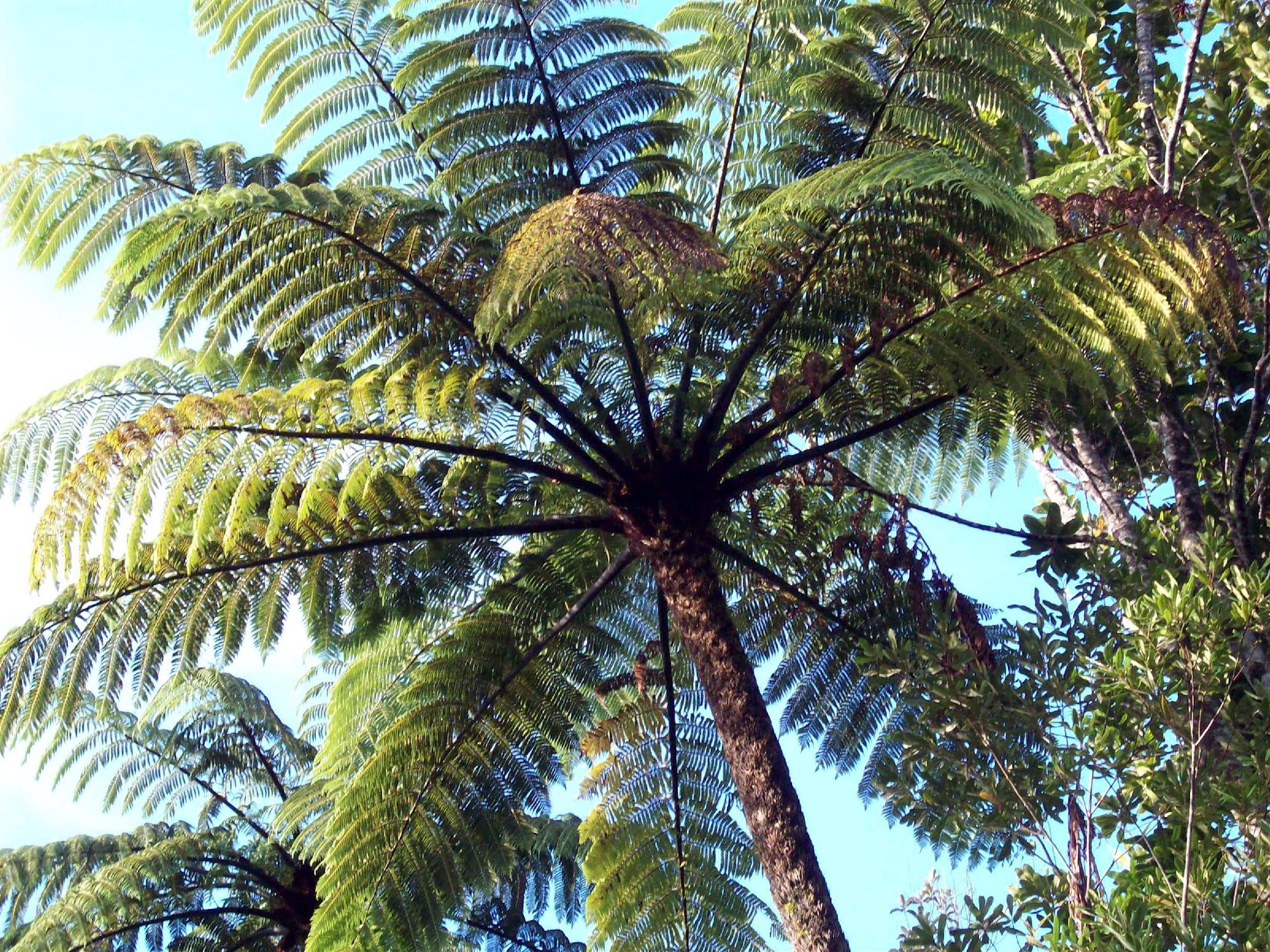 tree fern kiwi fern nz bush tree fern free photo