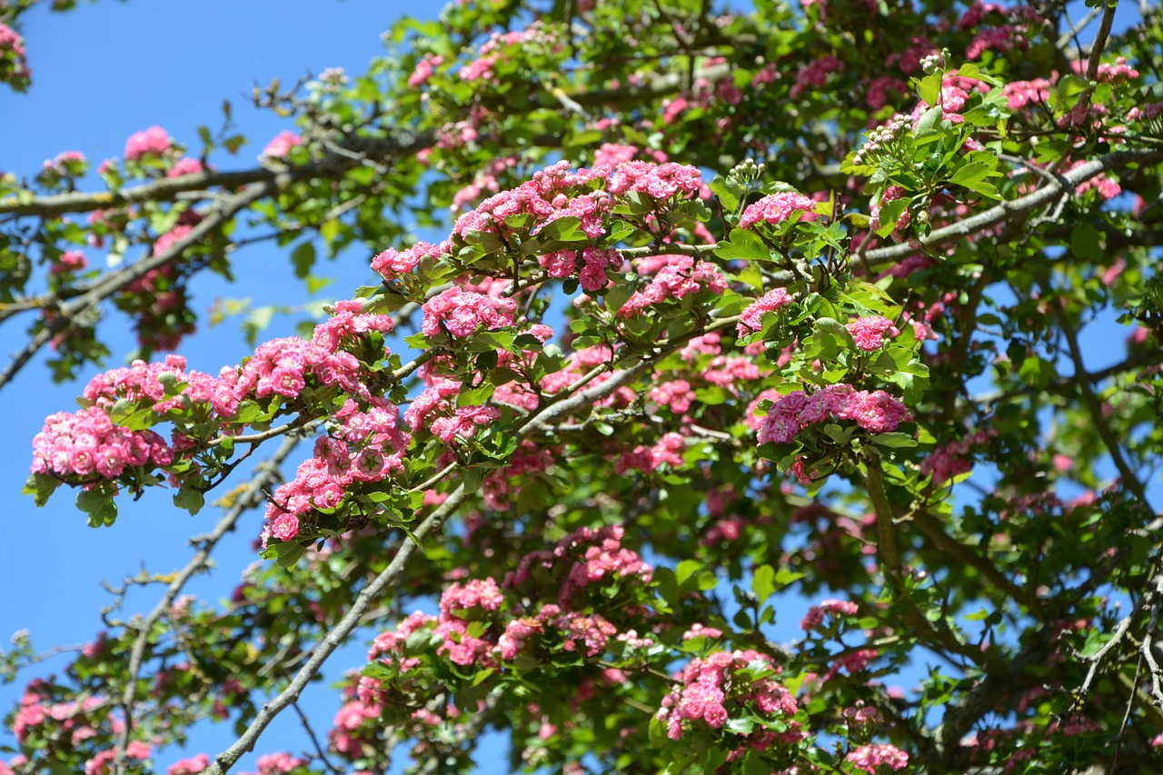 tree flower  apple tree flowers  spring-flowering free photo