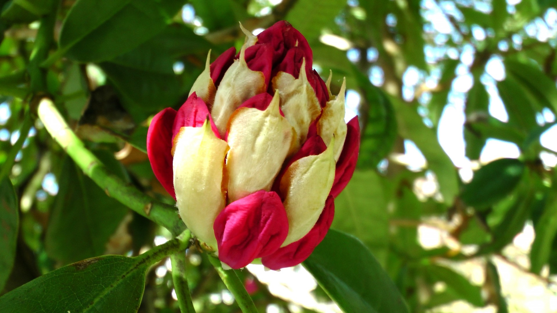 tree flower bud spring rock garden spring free photo