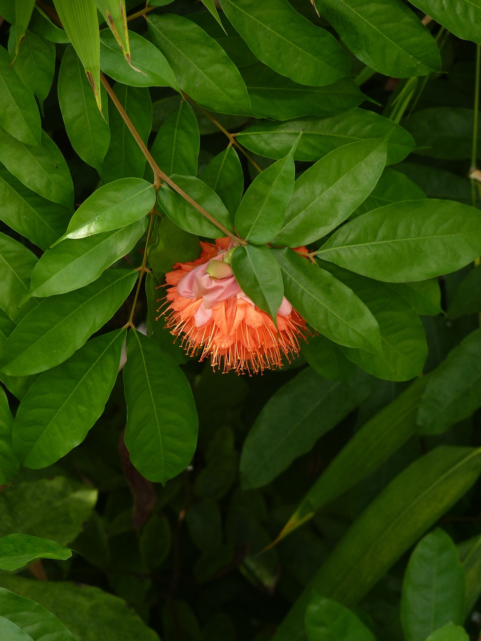 tree flowering exotic nature free photo