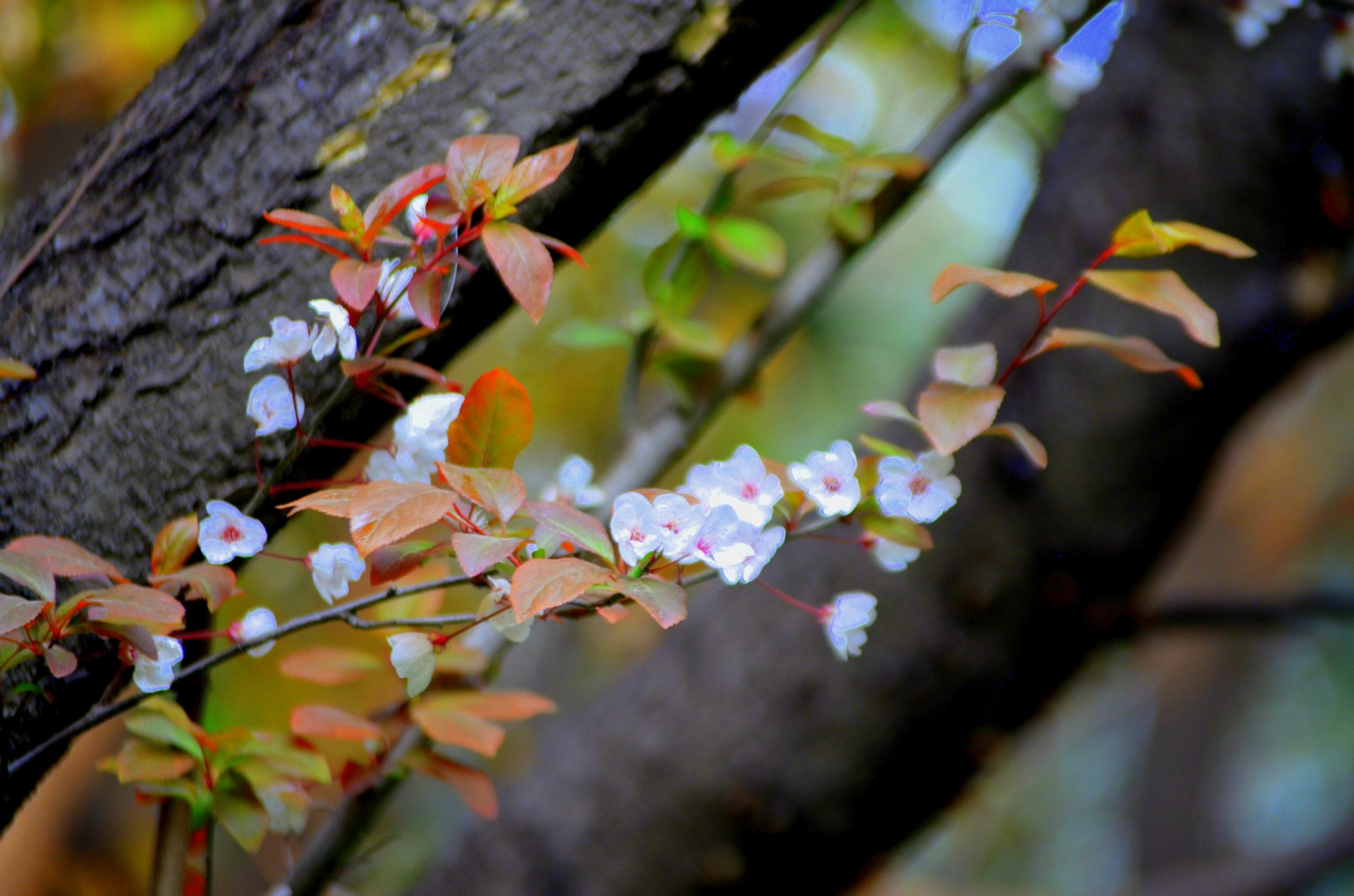 flowers spring season free photo