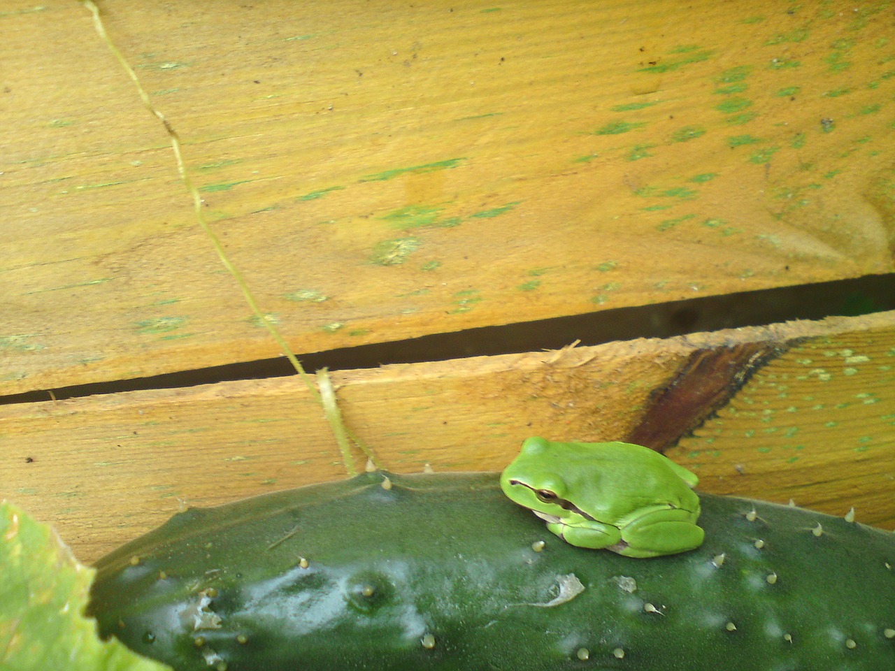 tree frog frog cucumber free photo