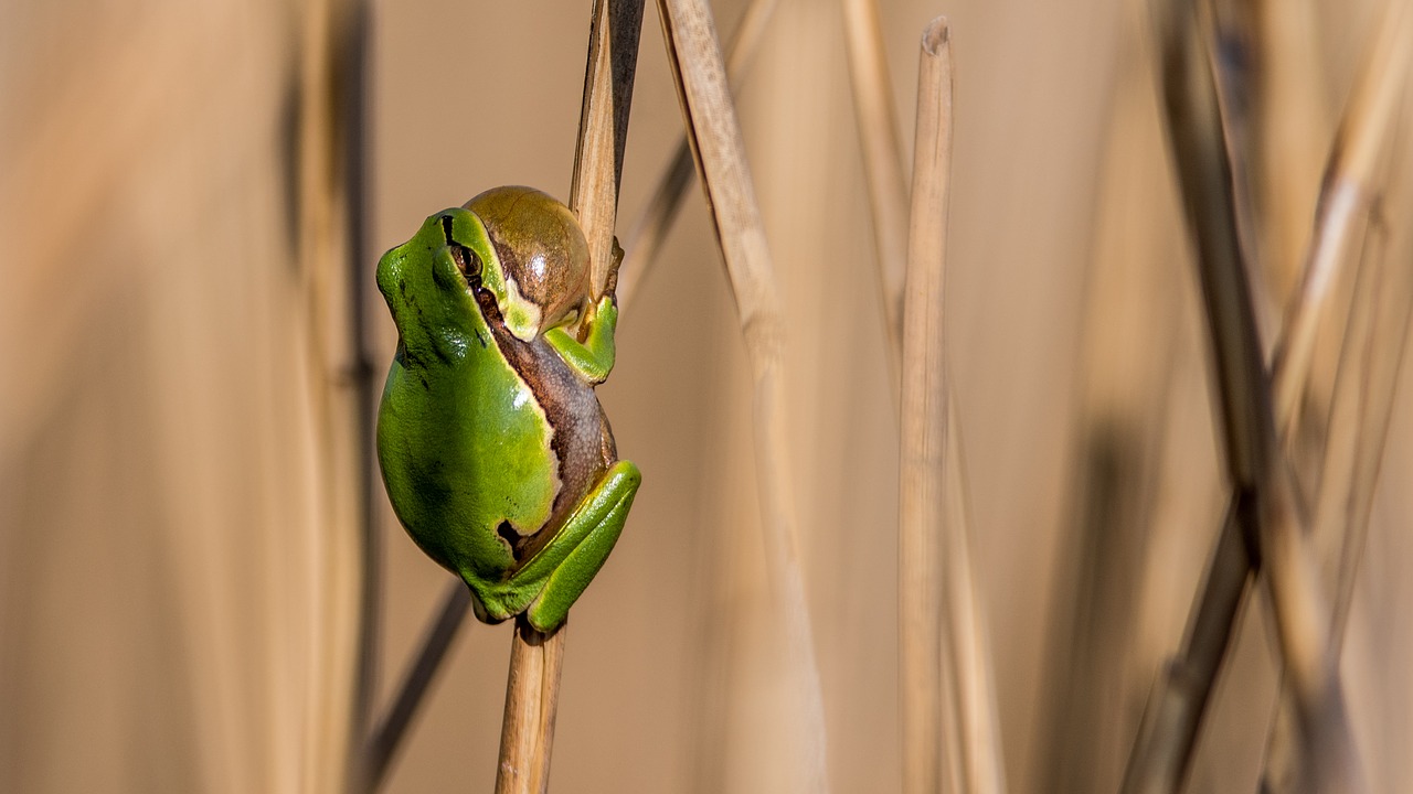 tree-frog frog green free photo