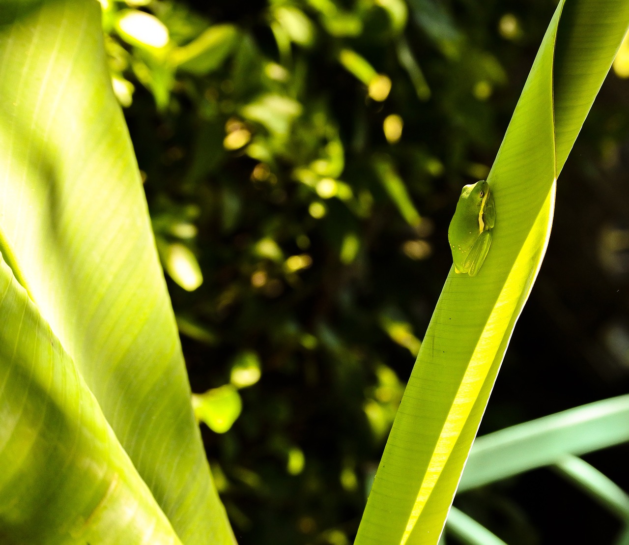 tree frog banana tree summer free photo