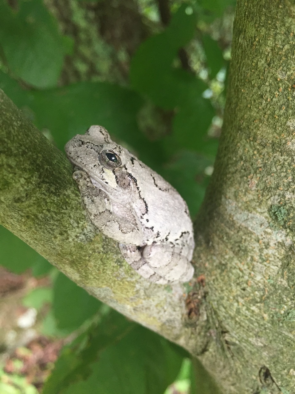 tree frog frog branch free photo