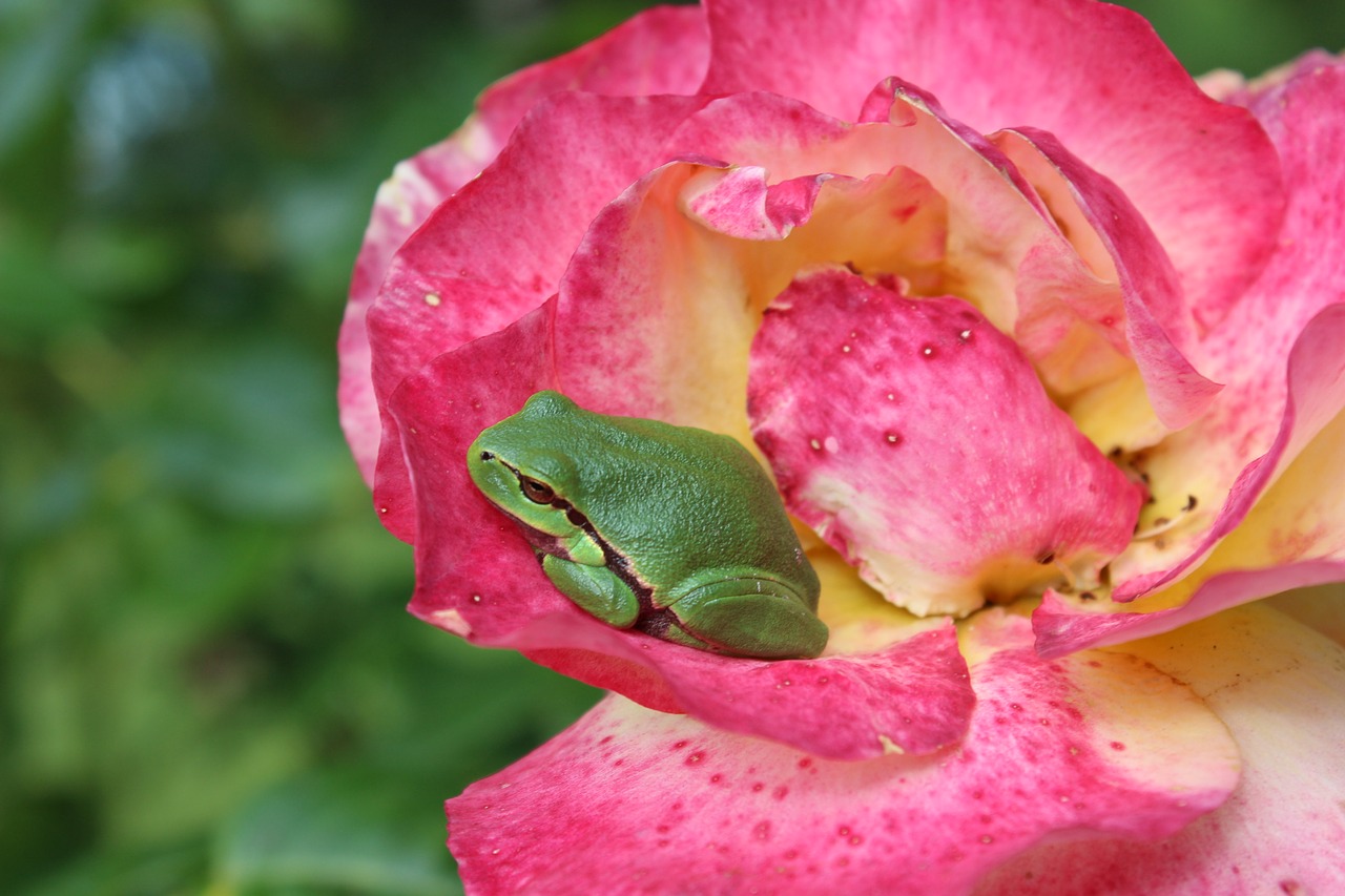 tree frog rose frog free photo