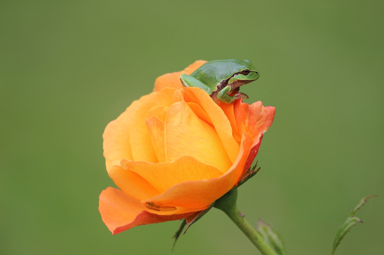 tree frog rose rarely free photo