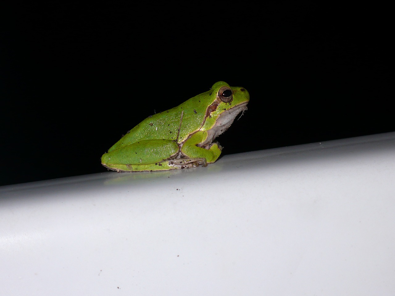 tree frog green nature free photo