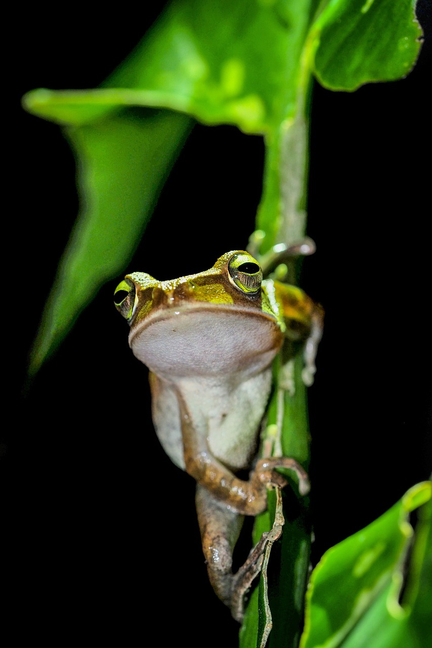 tree frog frog night free photo