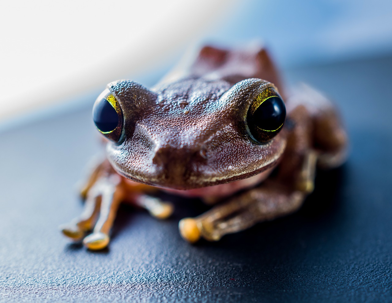 tree frog anuran frog free photo