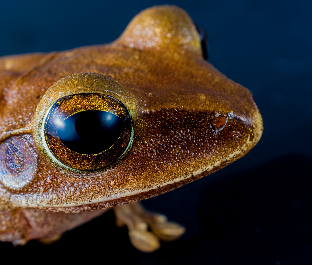 tree frog anuran frog free photo