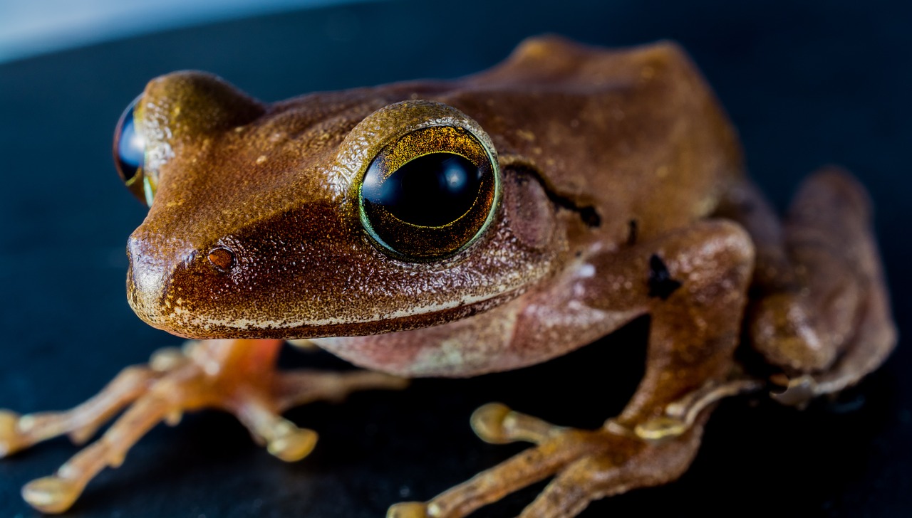 tree frog anuran frog free photo