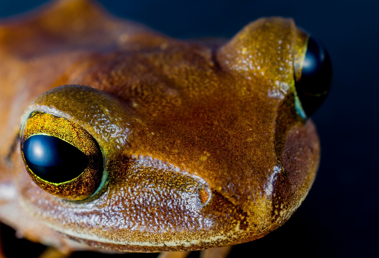 tree frog anuran frog free photo