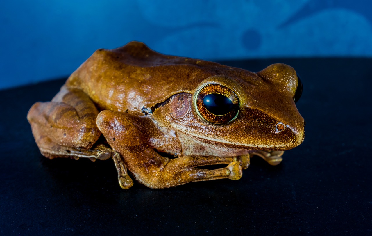 tree frog anuran frog free photo