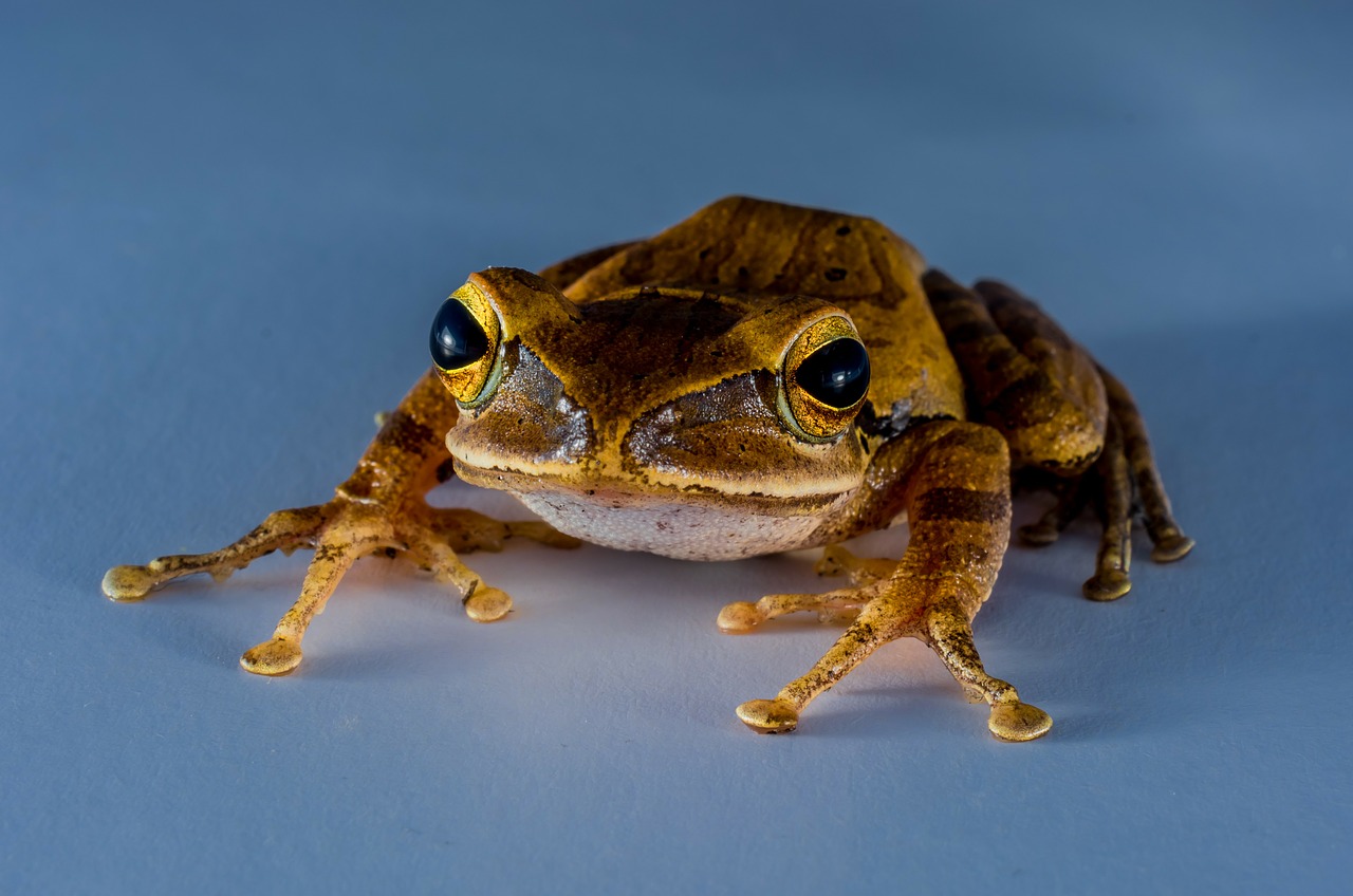 tree frog anuran frog free photo