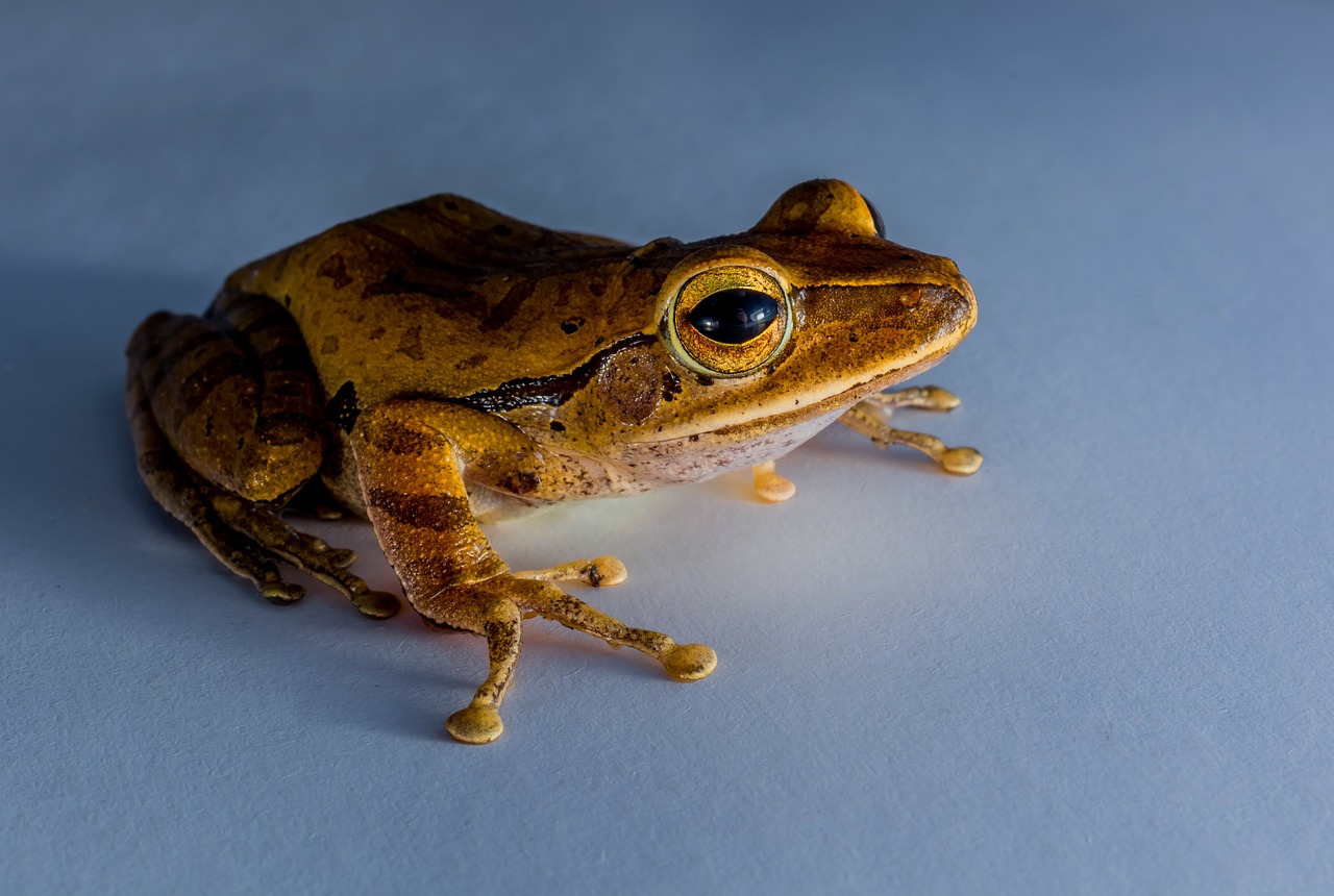 tree frog anuran frog free photo