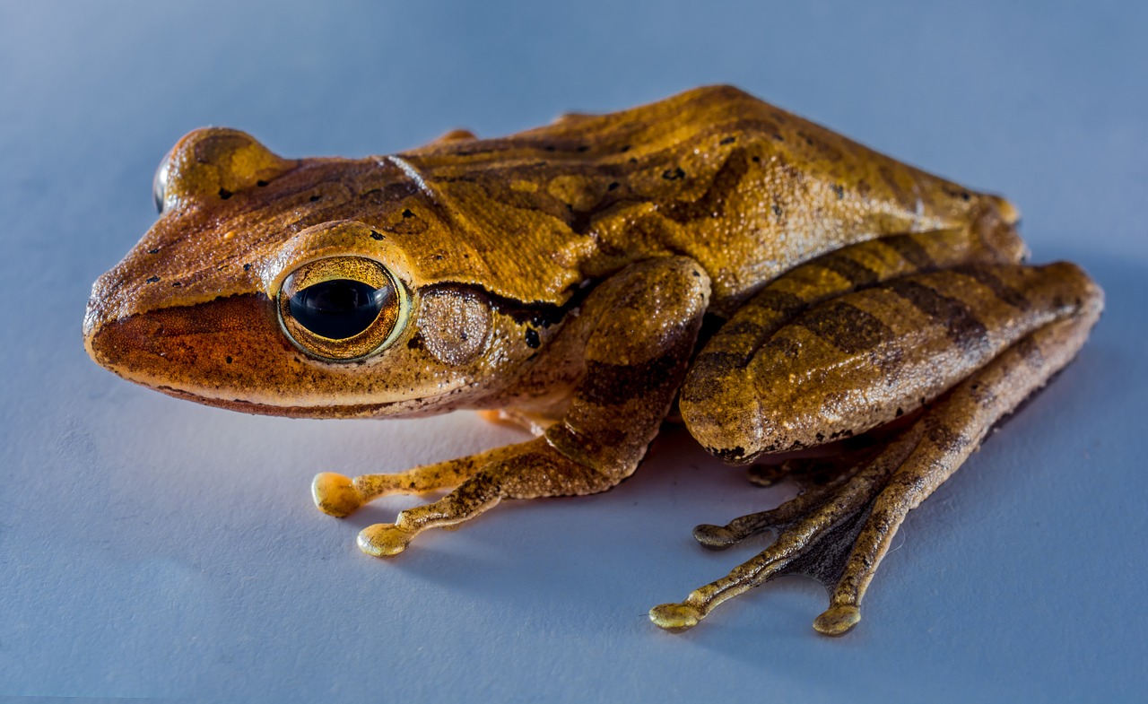 tree frog anuran frog free photo