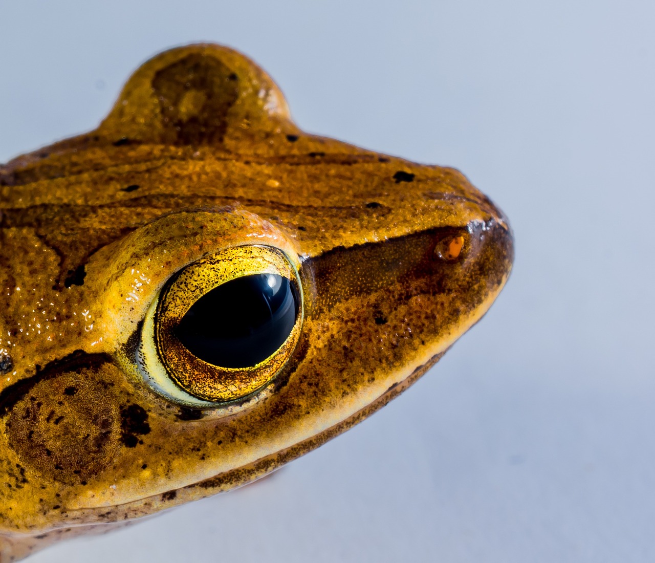 tree frog anuran frog free photo