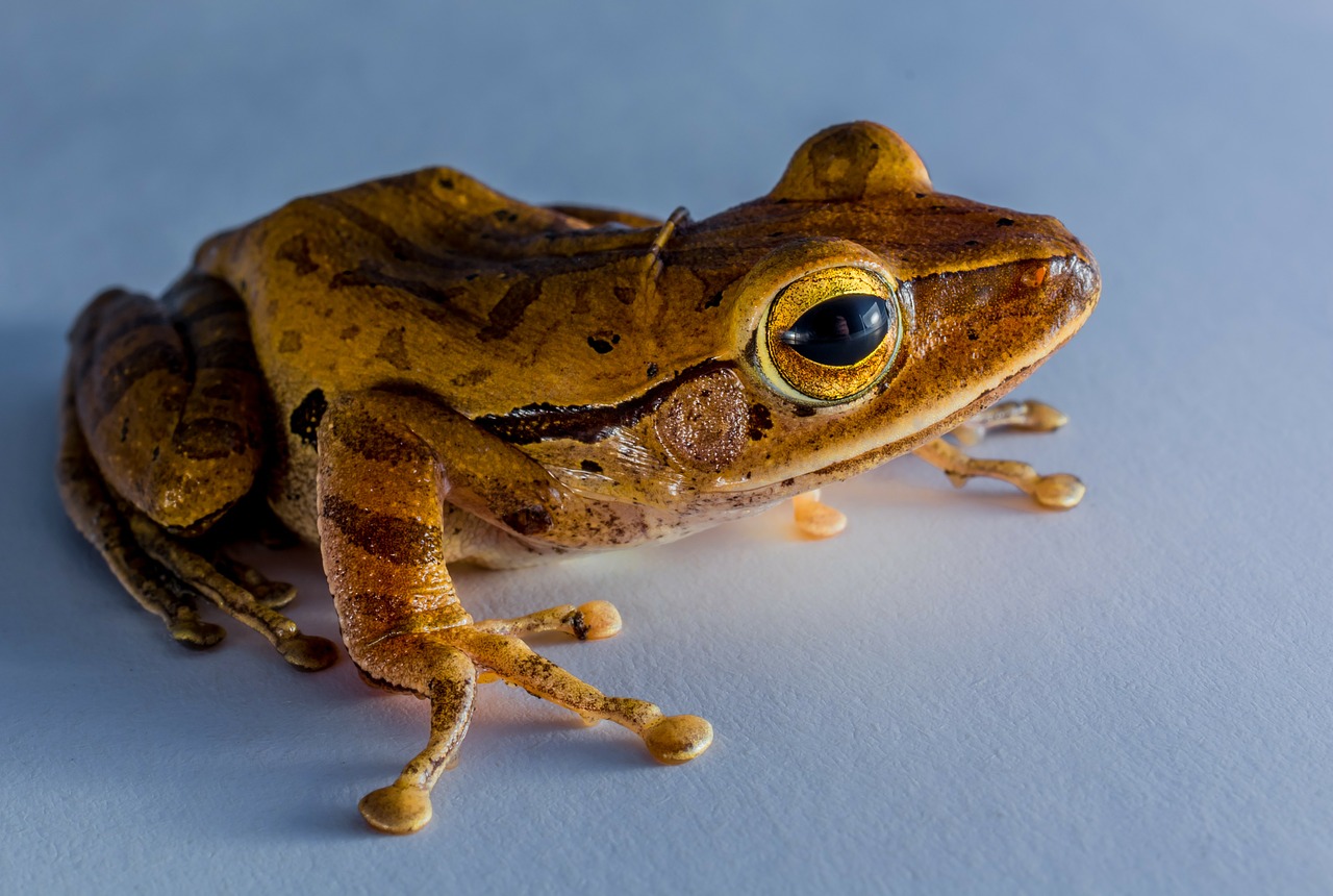 tree frog anuran frog free photo