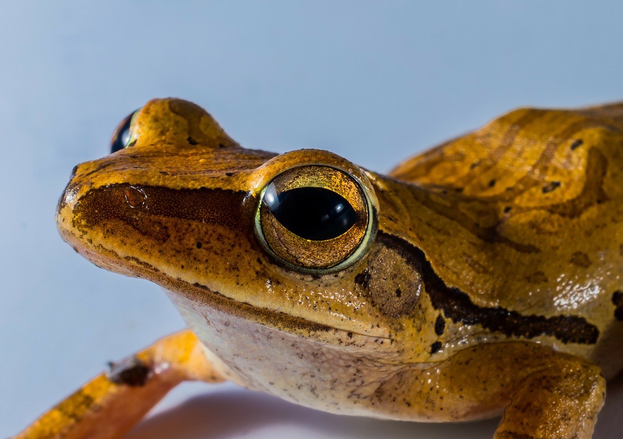 tree frog anuran frog free photo