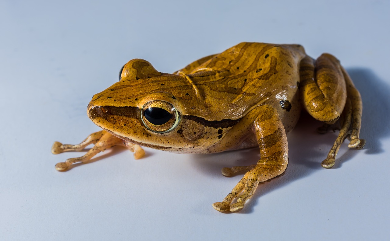 tree frog anuran frog free photo