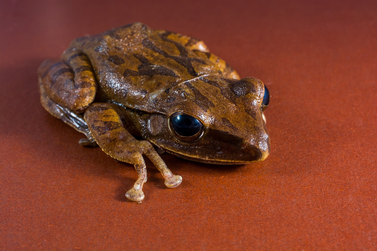 tree frog anuran frog free photo