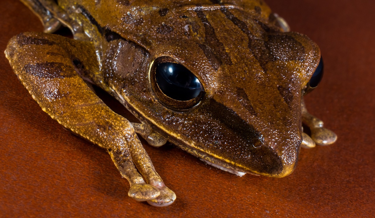 tree frog anuran frog free photo