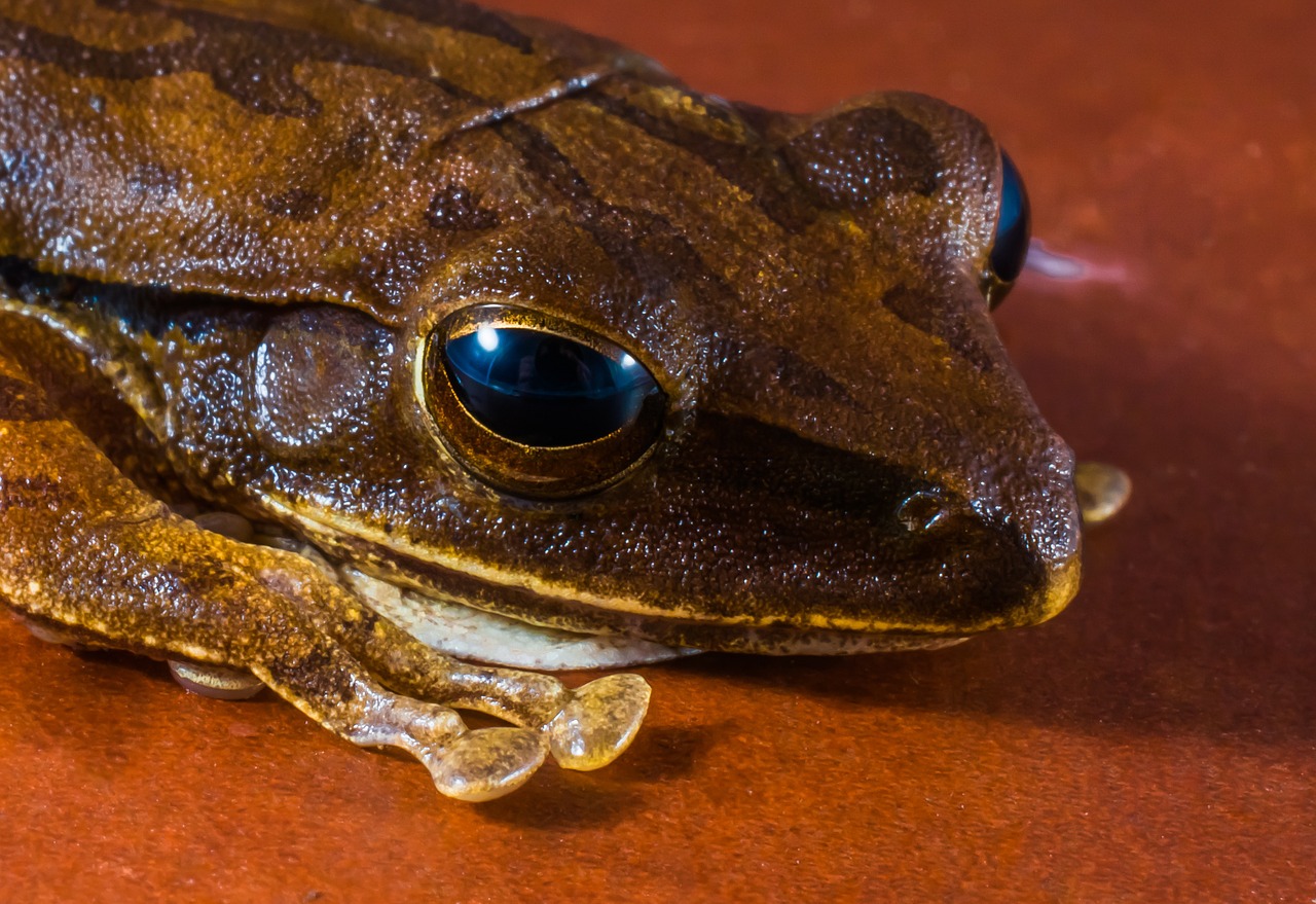 tree frog anuran frog free photo