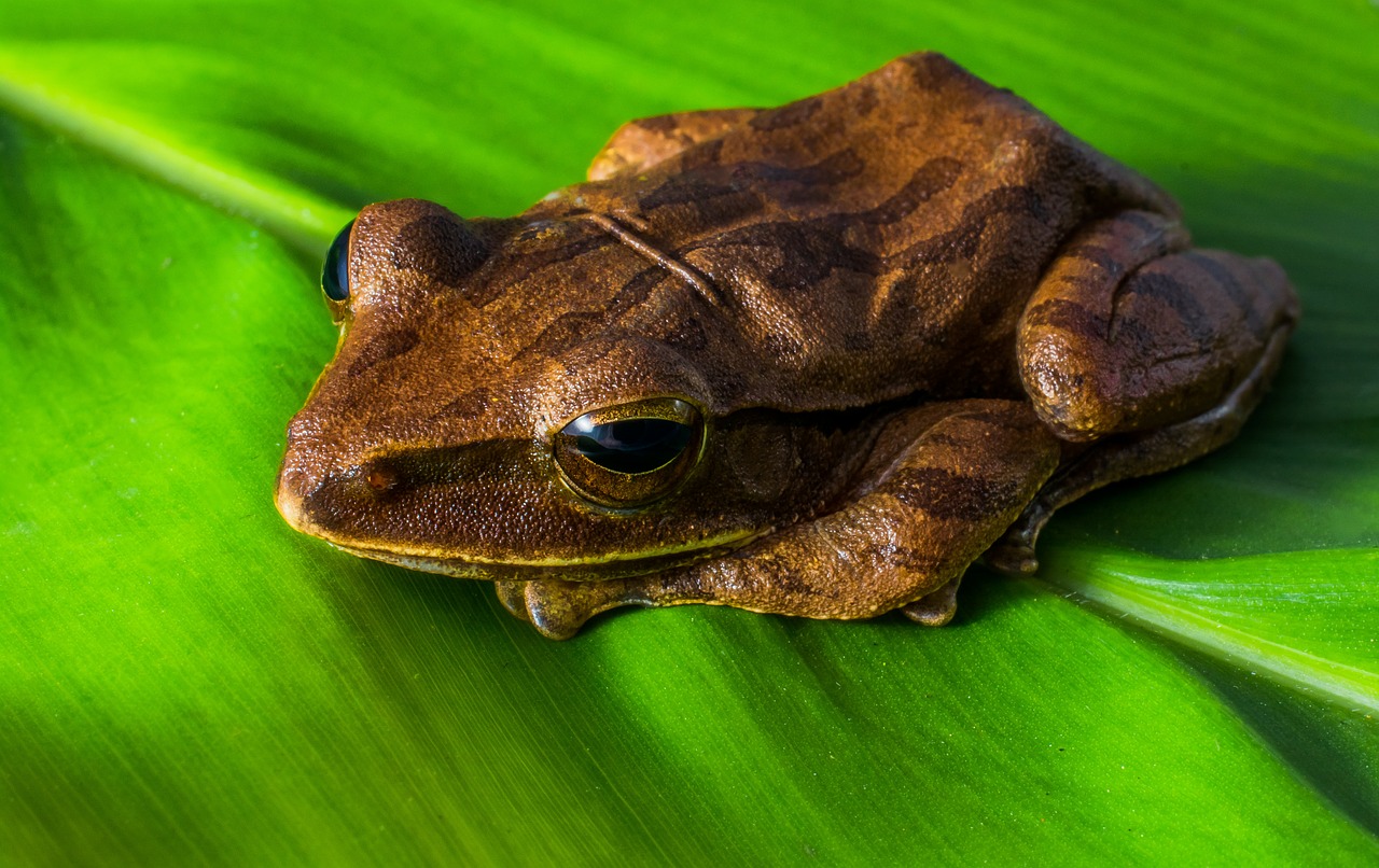 tree frog anuran frog free photo