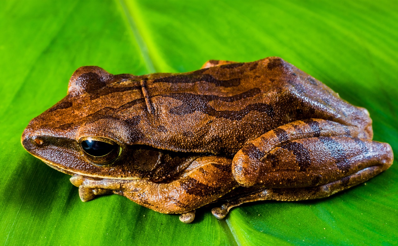 tree frog anuran frog free photo