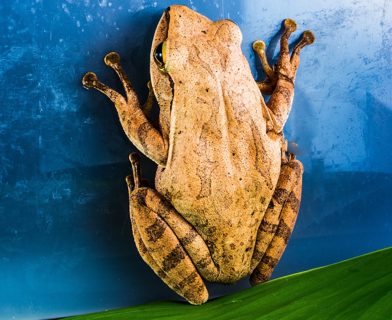 tree frog anuran frog free photo